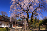心源院のしだれ桜