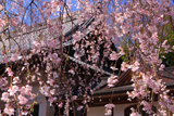 心源院の枝垂桜