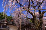 心源院の枝垂れ桜