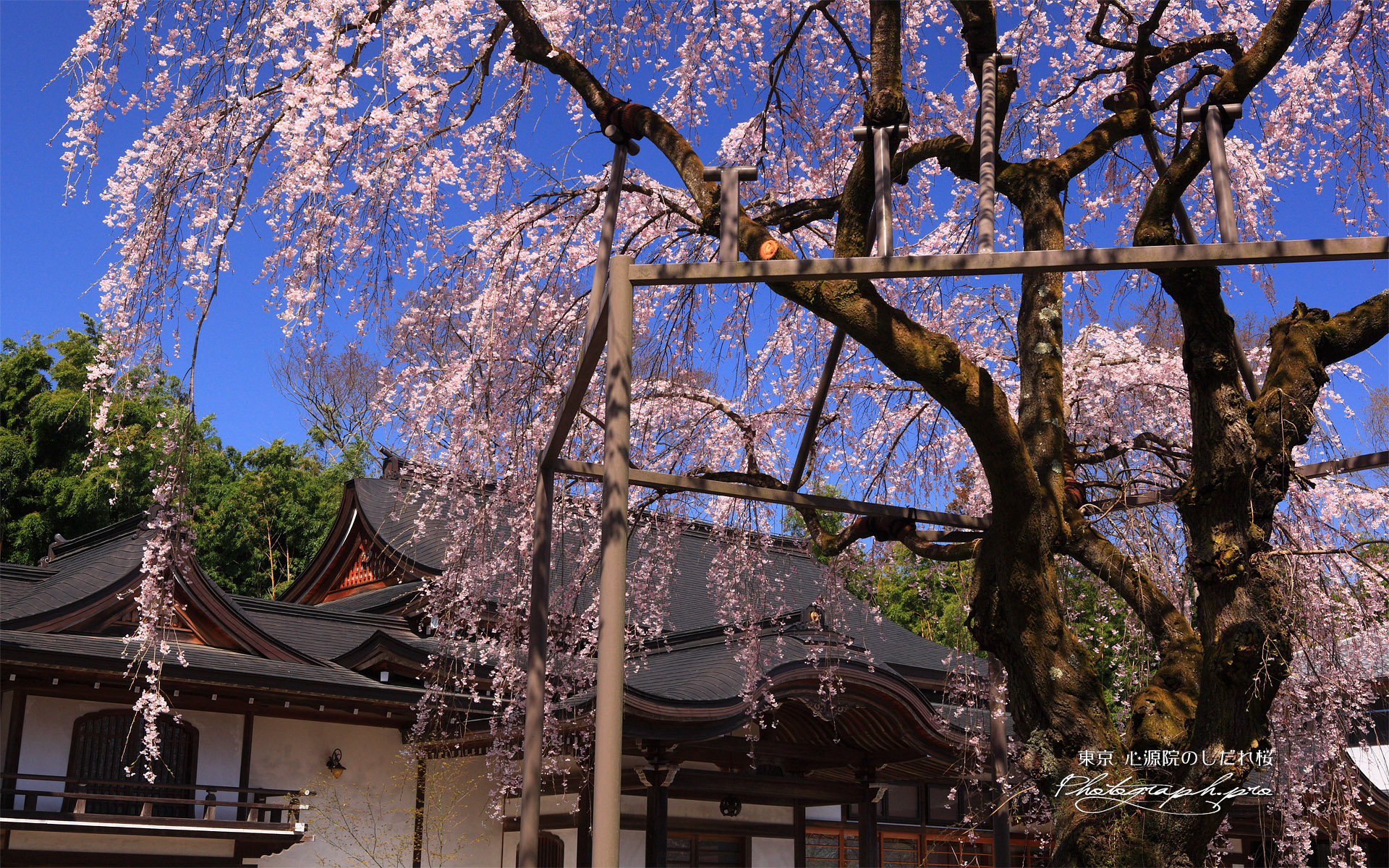 心源院の枝垂れ桜
