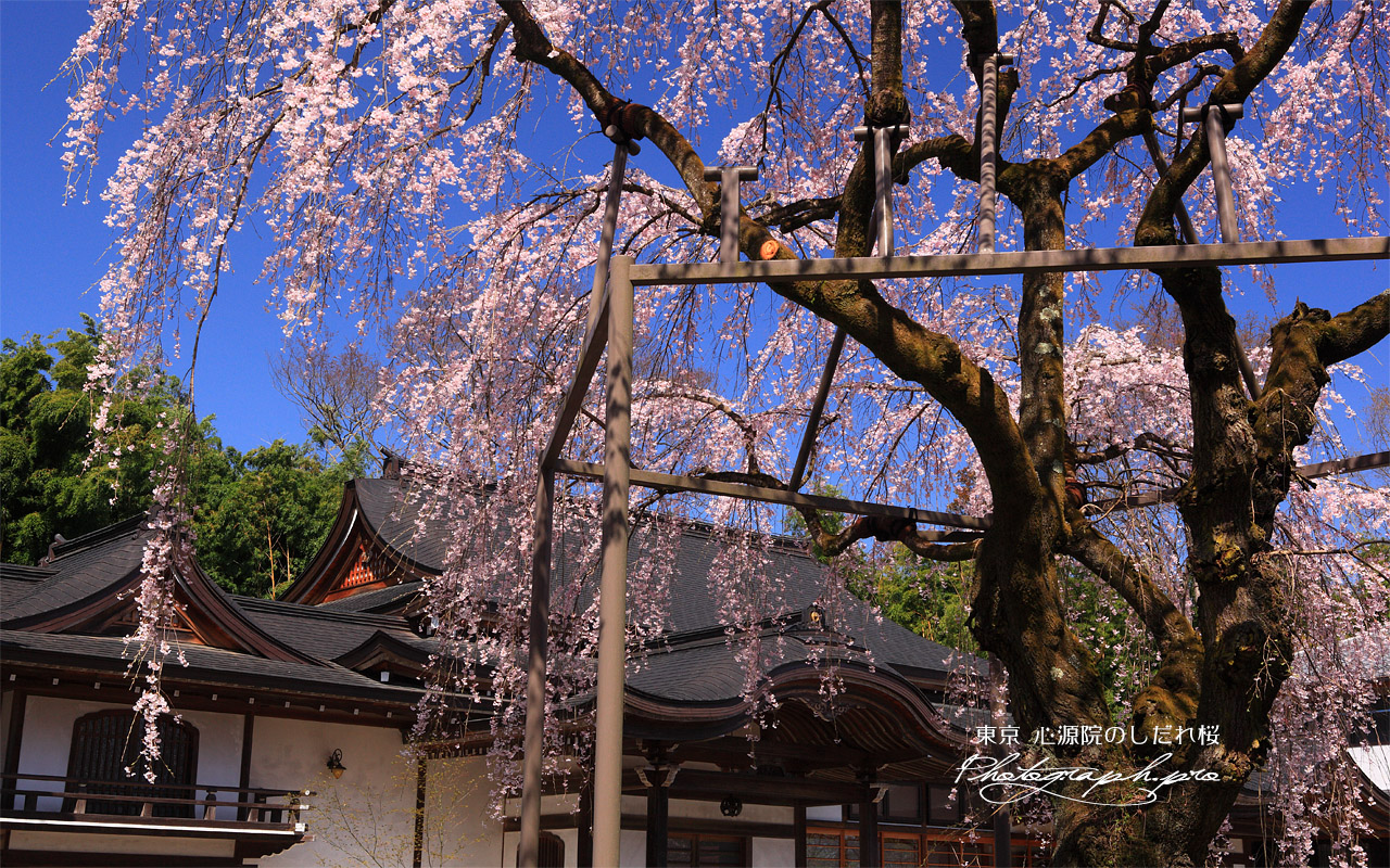 心源院の枝垂れ桜 壁紙