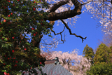 浄福寺のしだれ桜