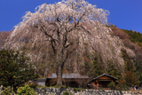 八王子市 浄福寺のシダレザクラ