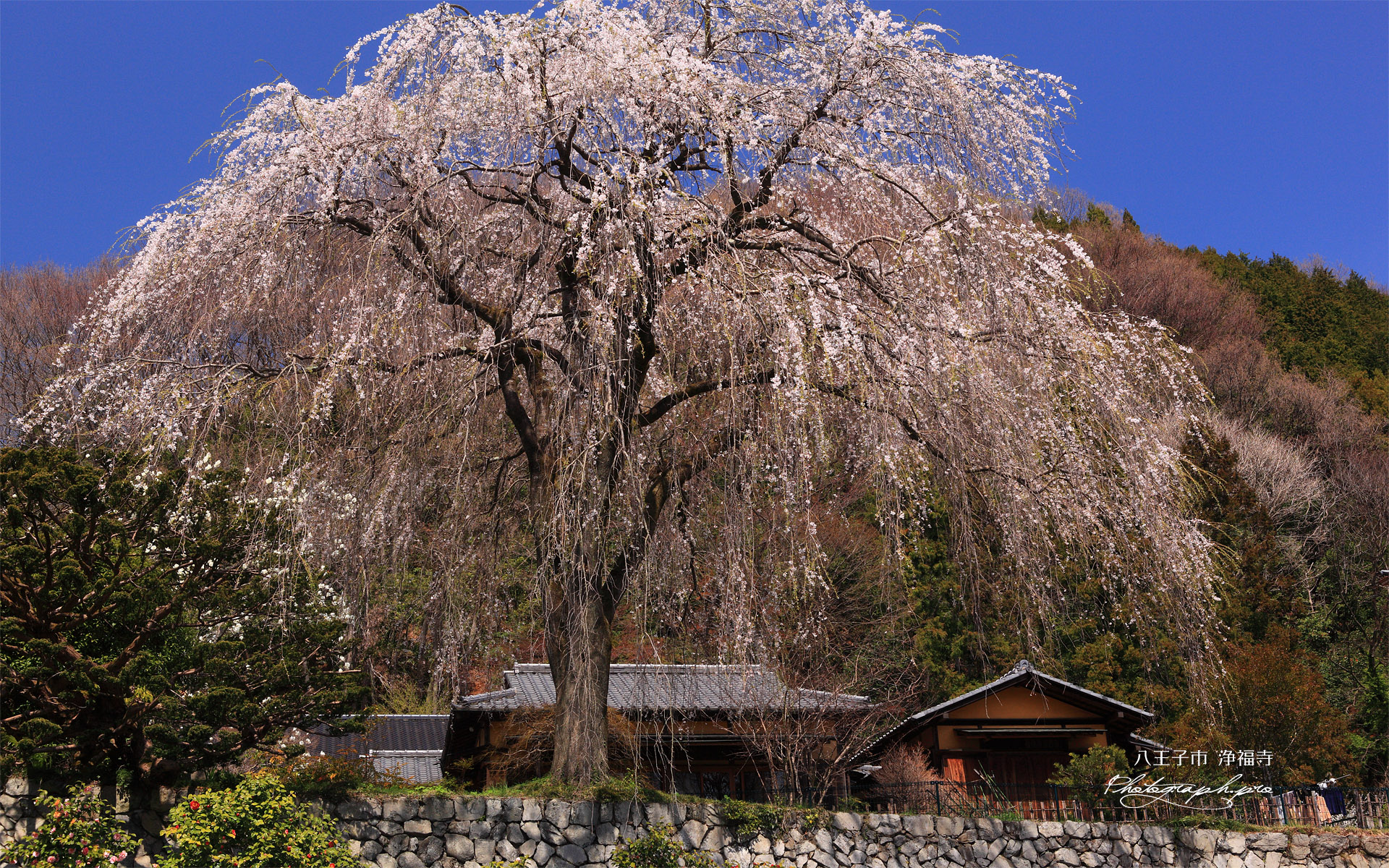 八王子市 浄福寺のシダレザクラ