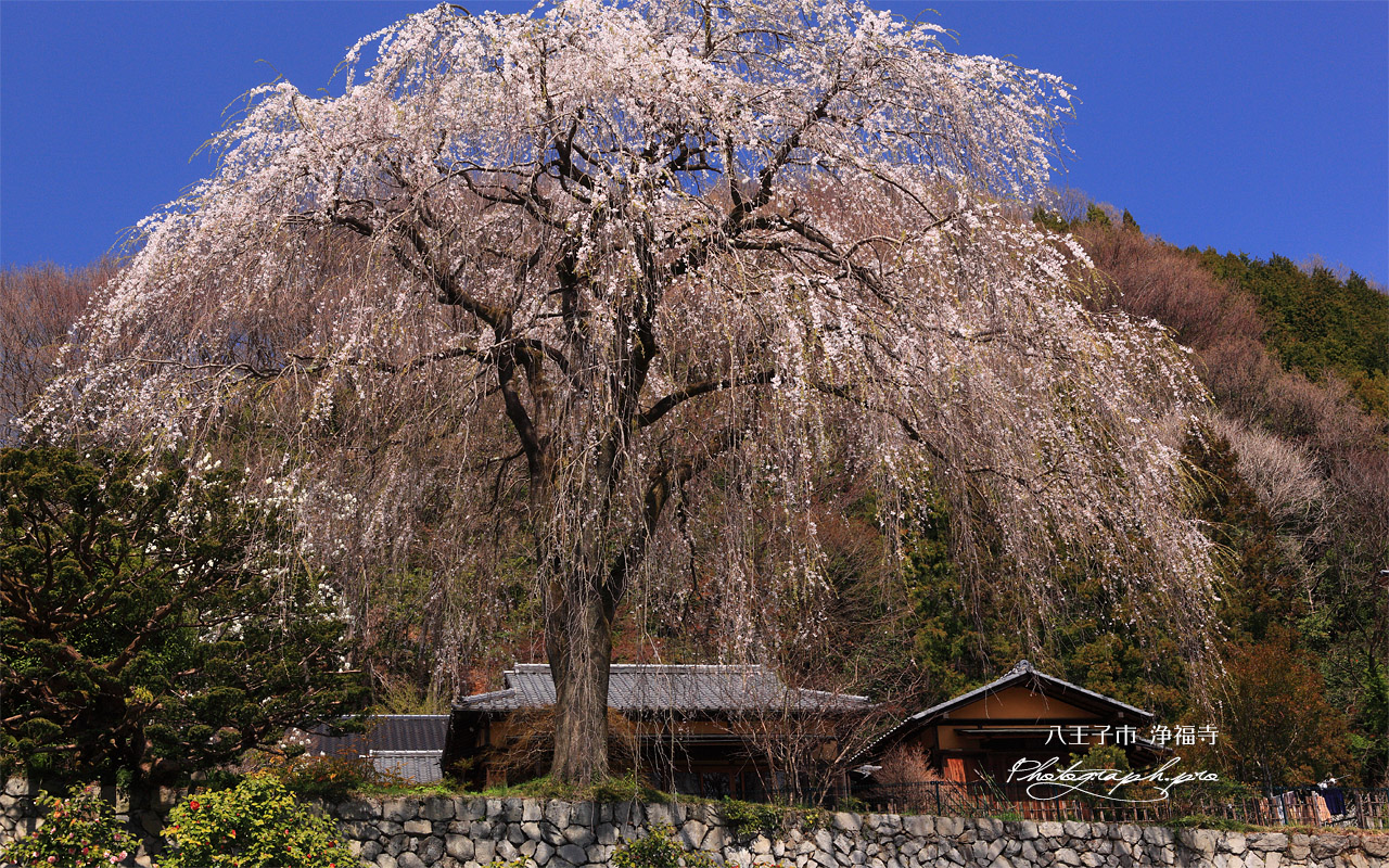 八王子市 浄福寺のシダレザクラ 壁紙
