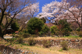 八王子市 浄福寺城跡の桜