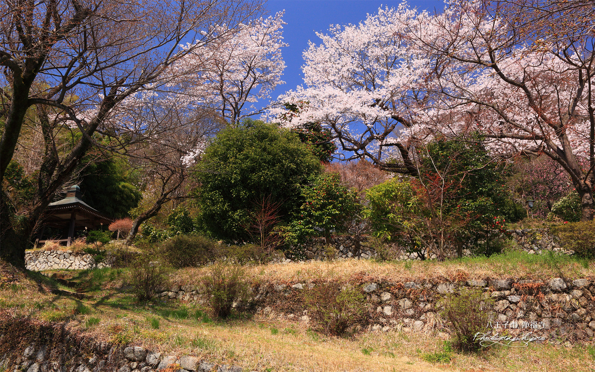 八王子市 浄福寺城跡の桜