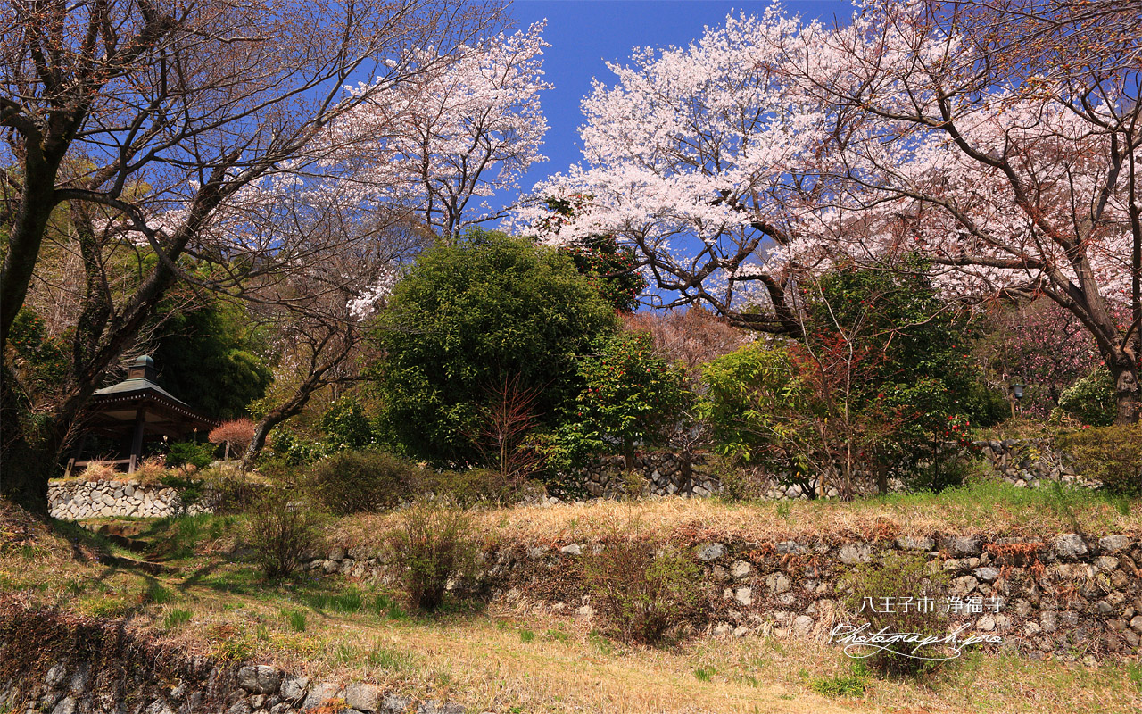 八王子市 浄福寺城跡の桜 壁紙
