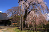 正念寺のしだれ桜