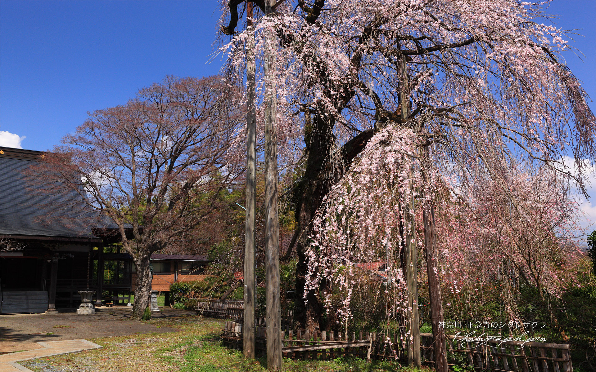 正念寺のしだれ桜