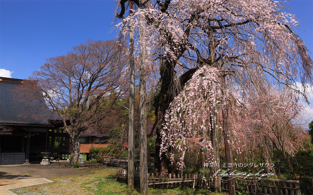 正念寺のしだれ桜 壁紙