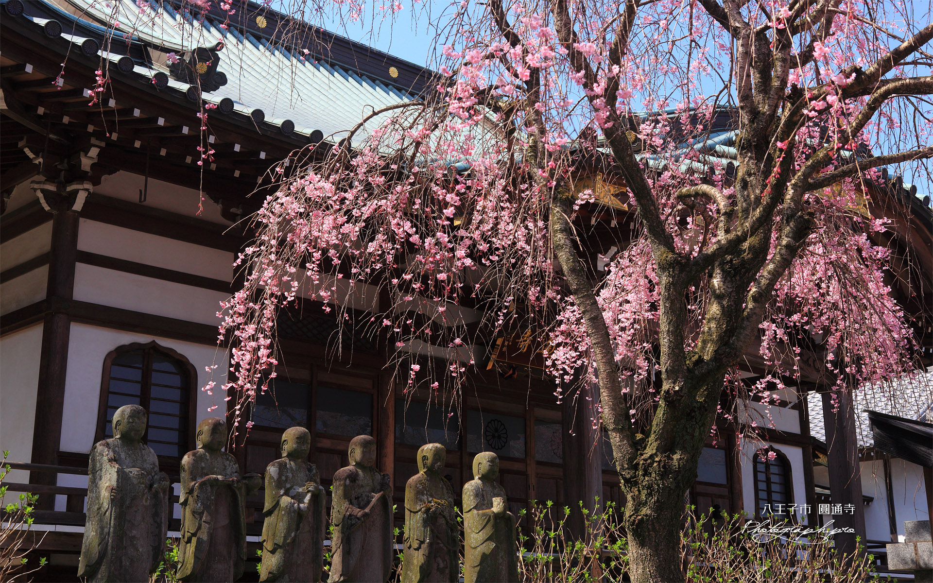 八王子市 圓通寺