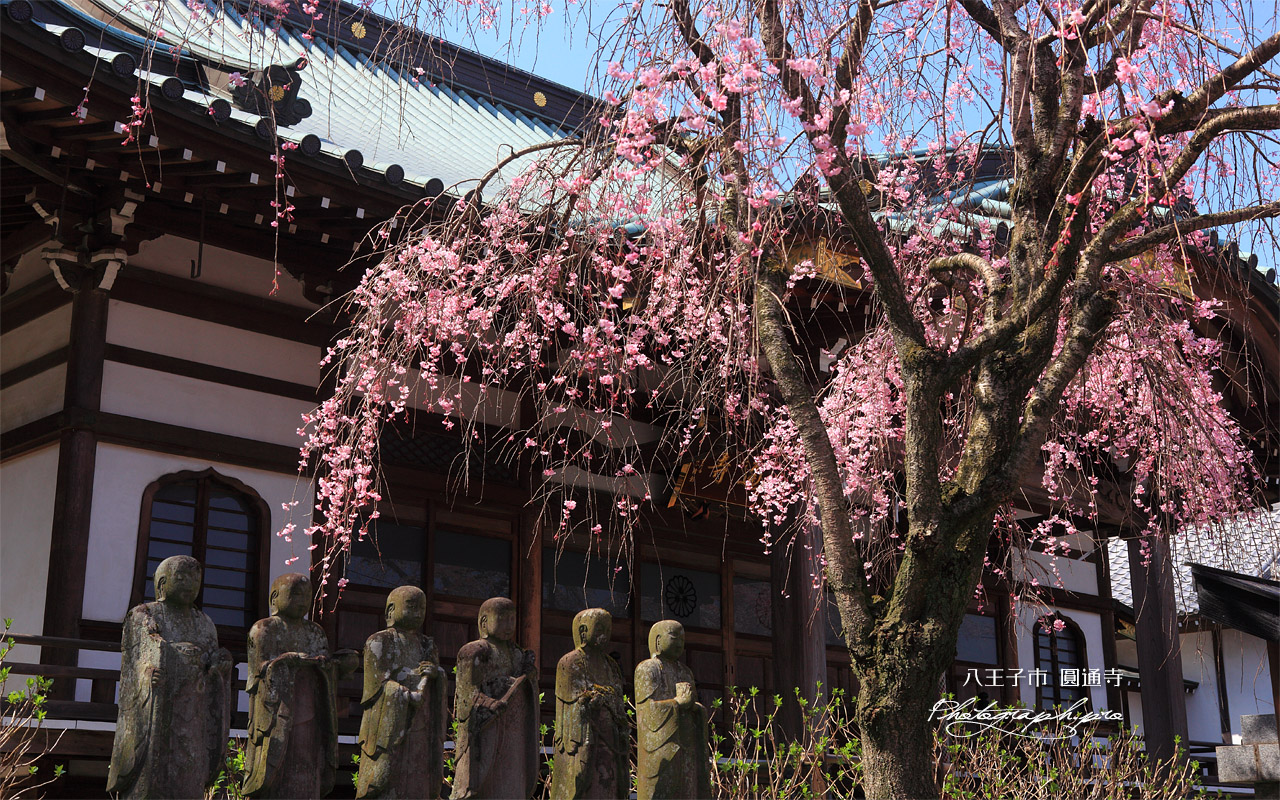 八王子市 圓通寺 壁紙