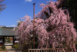 金剛寺の枝垂れ桜