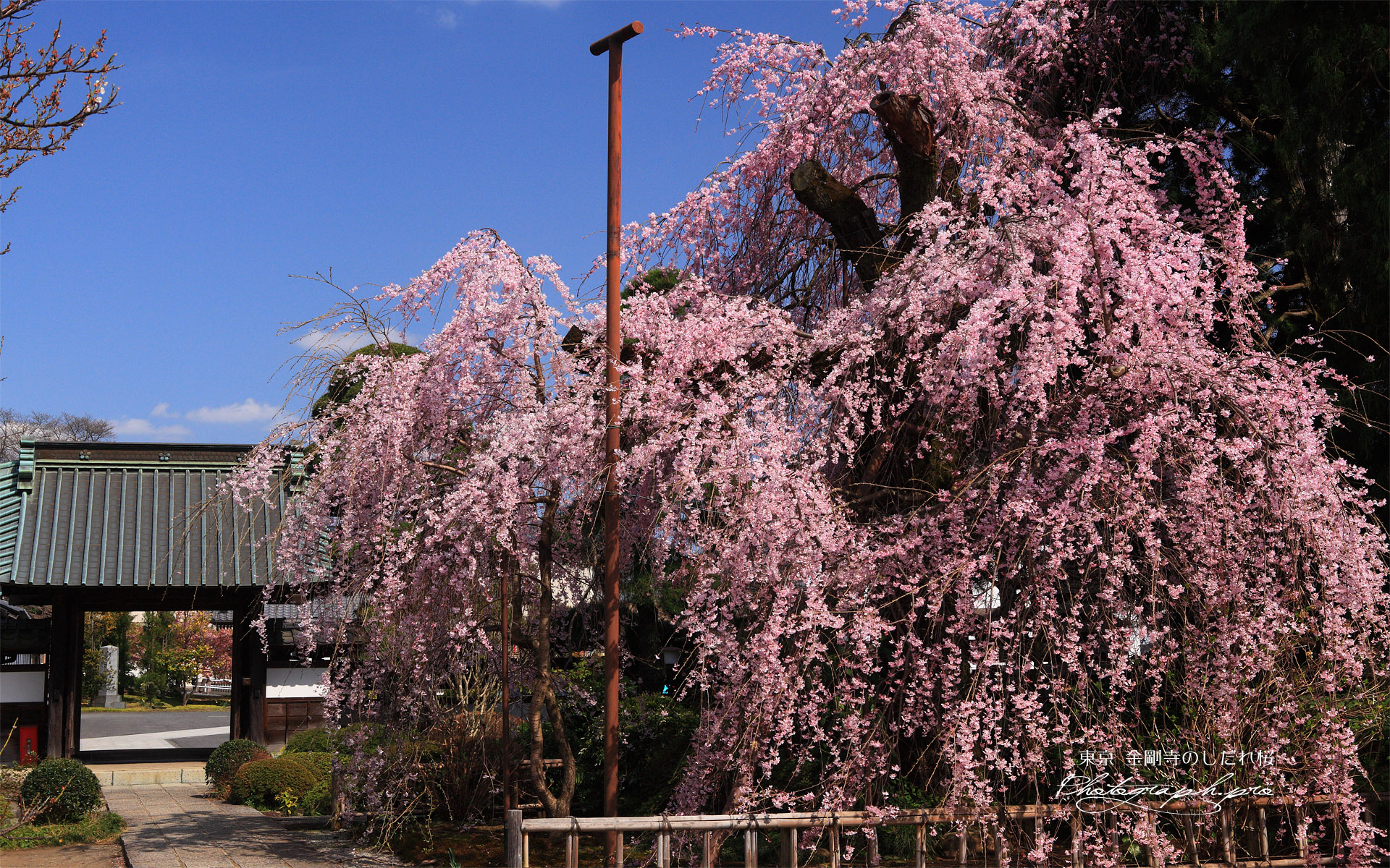 金剛寺の枝垂れ桜