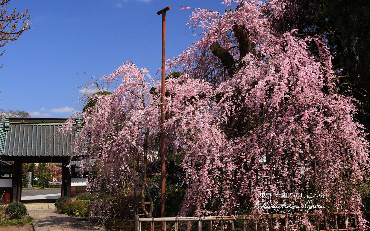 金剛寺の枝垂れ桜 壁紙