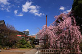 金剛寺のしだれ桜