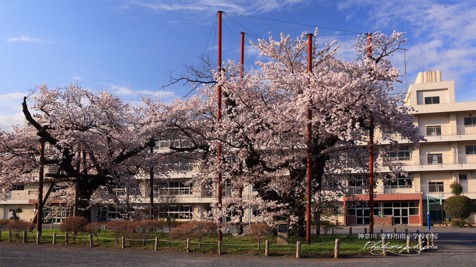 秦野市南小学校の染井吉野