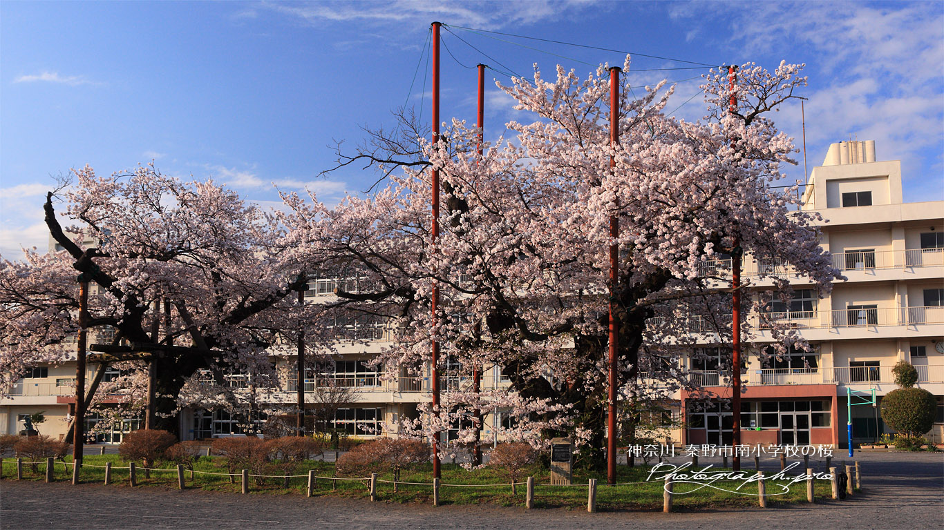 秦野市南小学校の染井吉野 壁紙