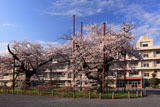 秦野市南小学校の染井吉野