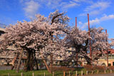 秦野市南小学校の桜