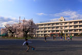 秦野市南小学校のソメイヨシノ
