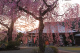 白泉寺の枝垂れ桜