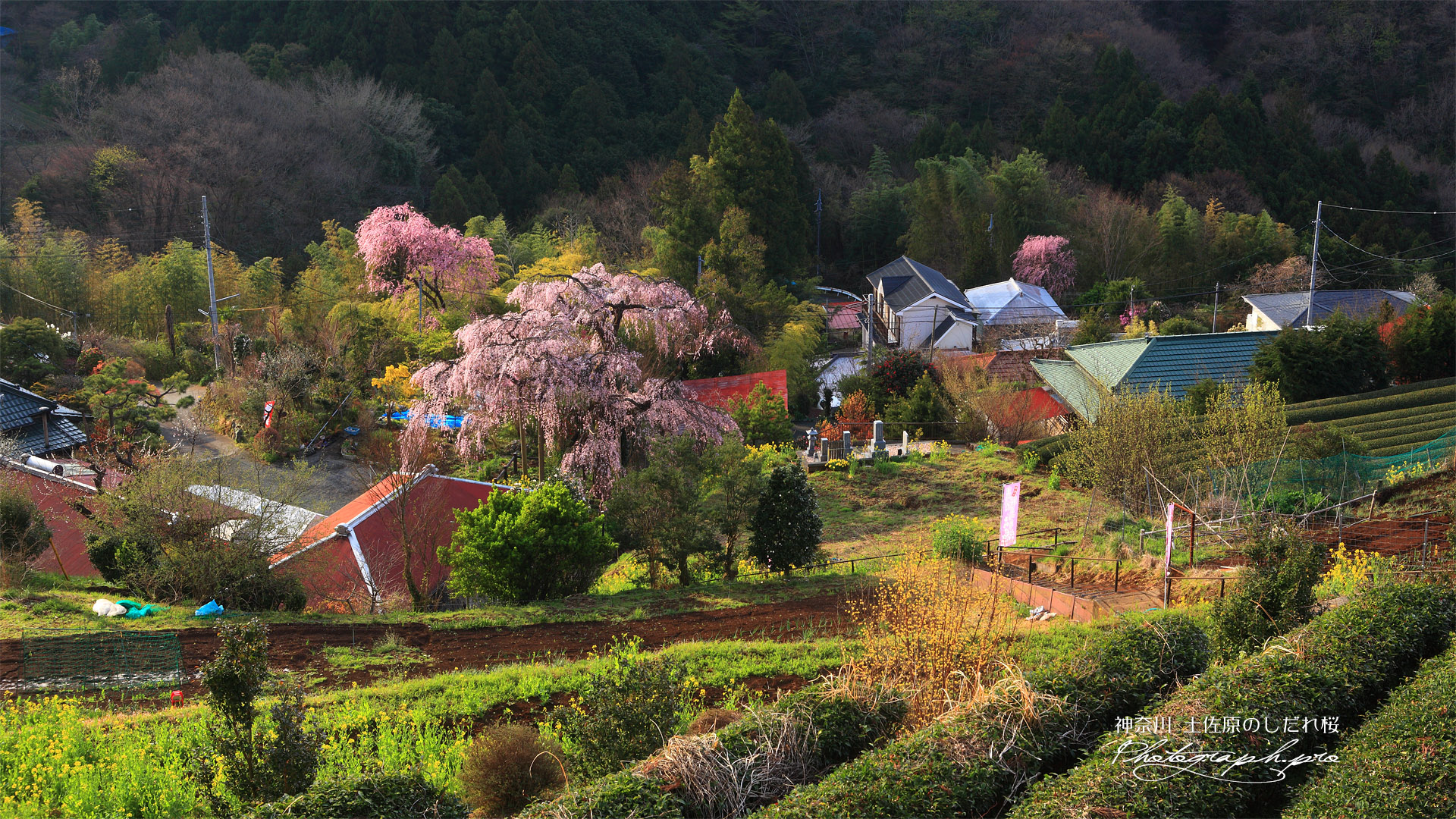 土佐原の枝垂桜