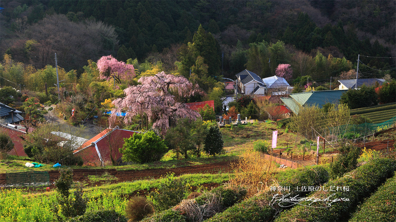 土佐原の枝垂桜 壁紙