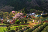 土佐原の枝垂桜