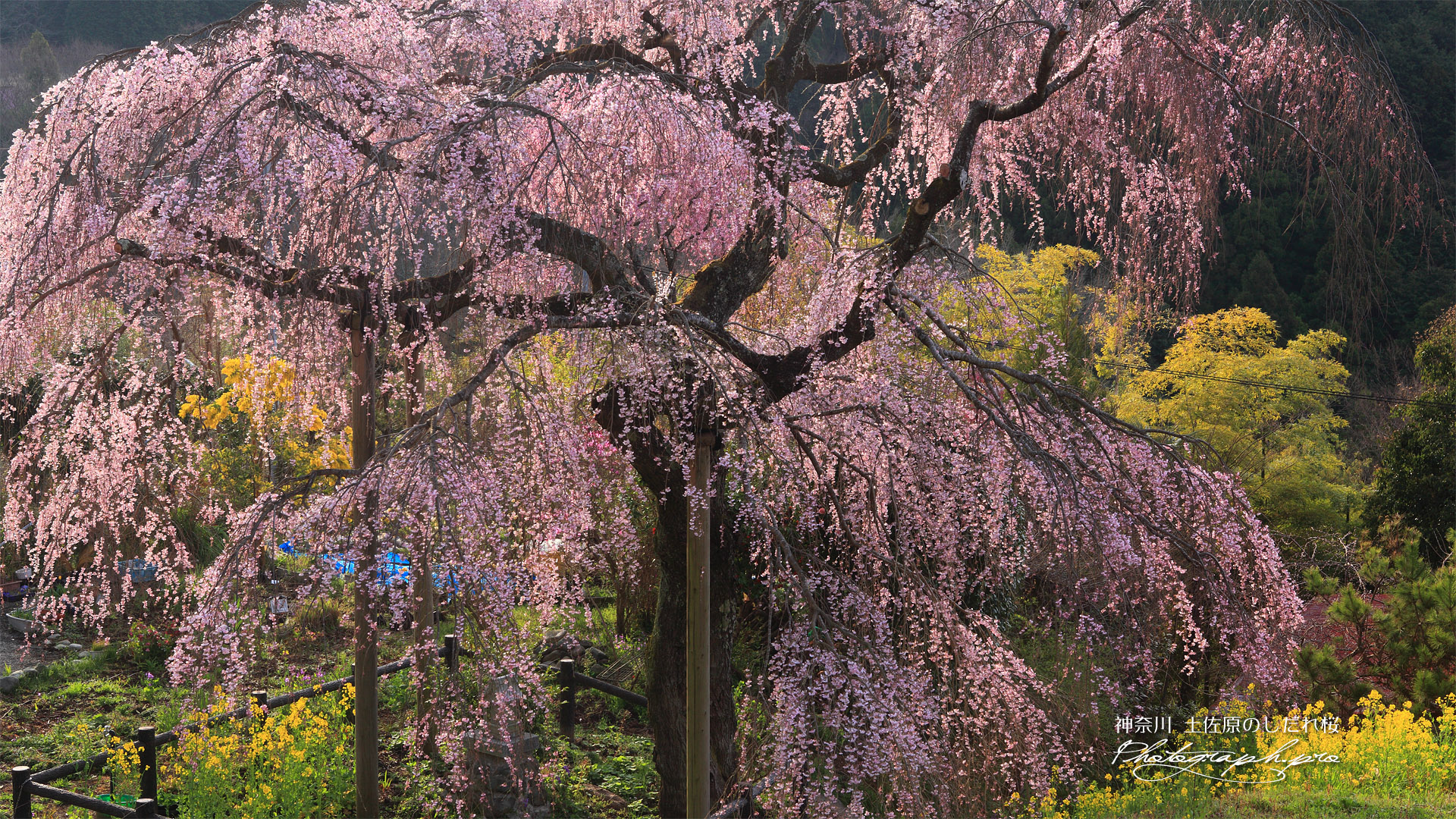 寄のしだれ桜
