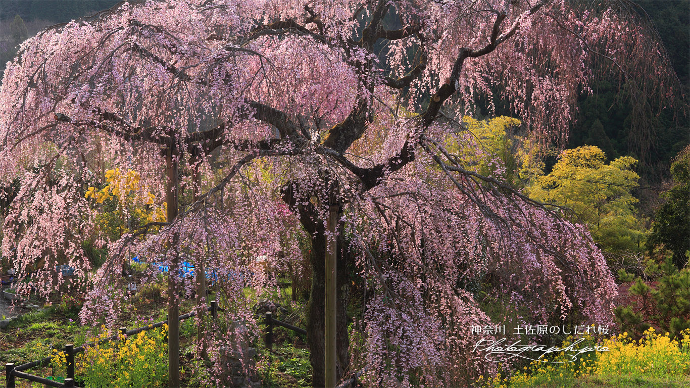 寄のしだれ桜 壁紙