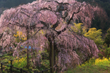 寄のしだれ桜