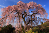 土佐原のしだれ桜
