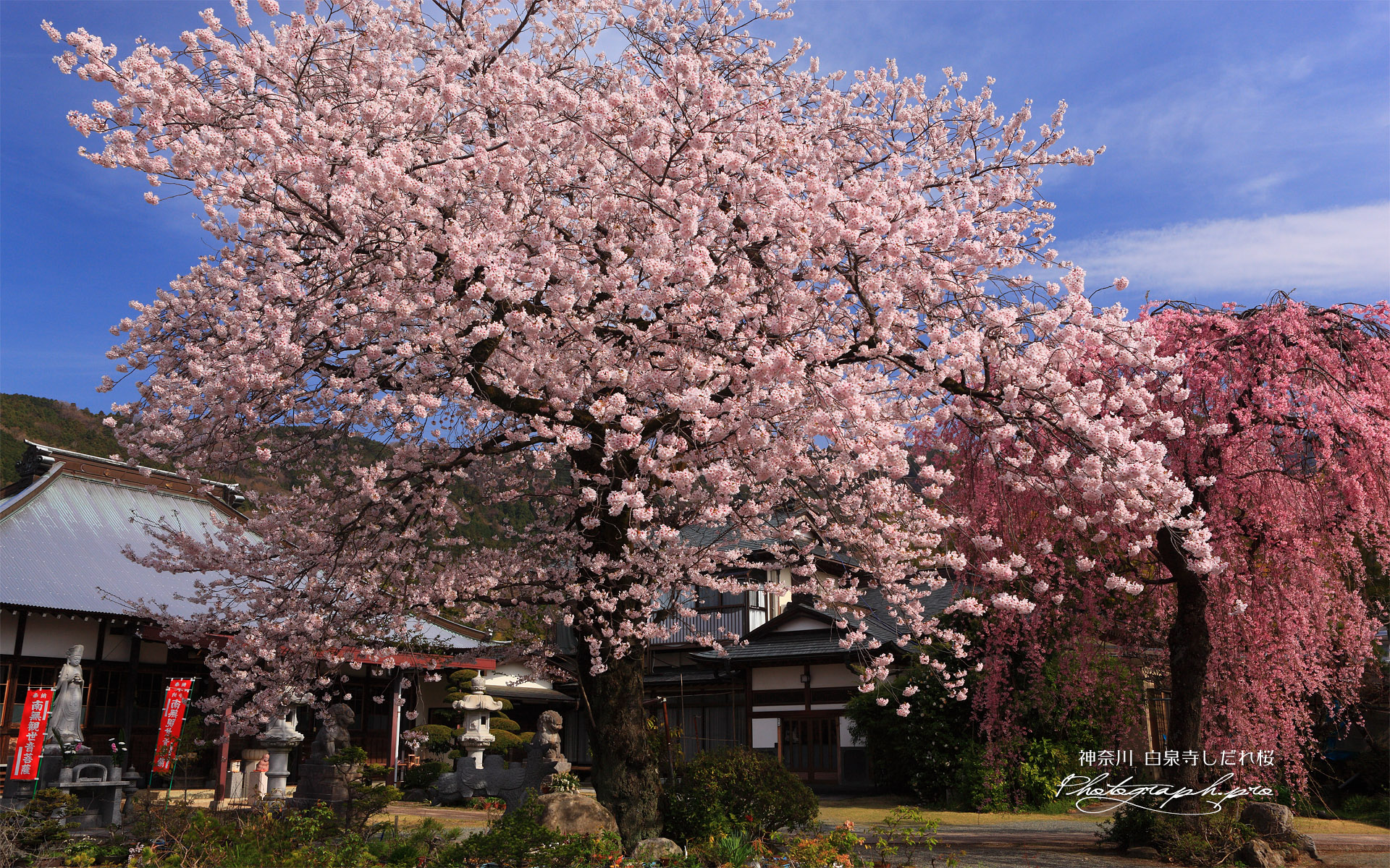 白泉寺の桜