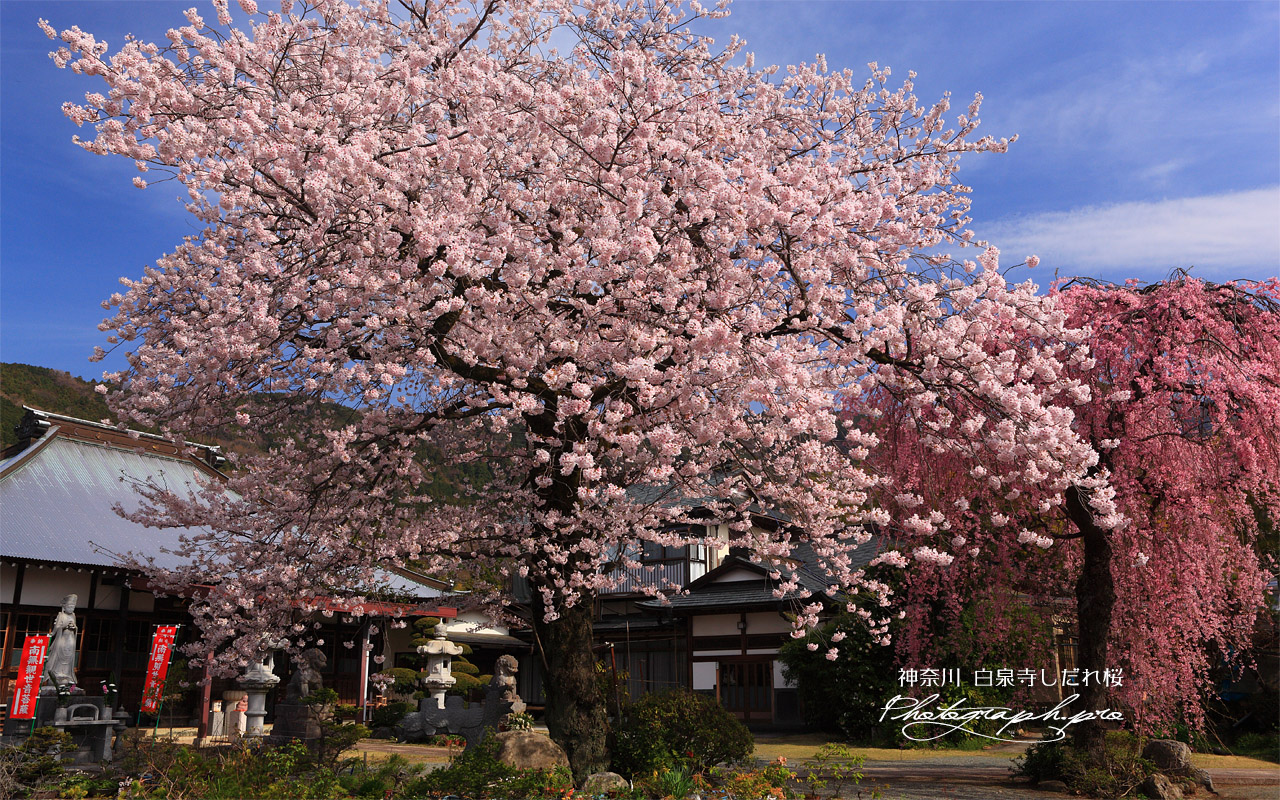 白泉寺の桜 壁紙