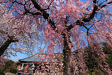 白泉寺しだれ桜