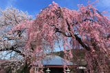 白泉寺のシダレザクラ