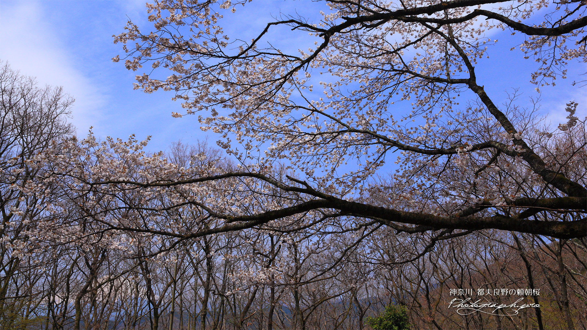 都夫良野の頼朝桜と富士山