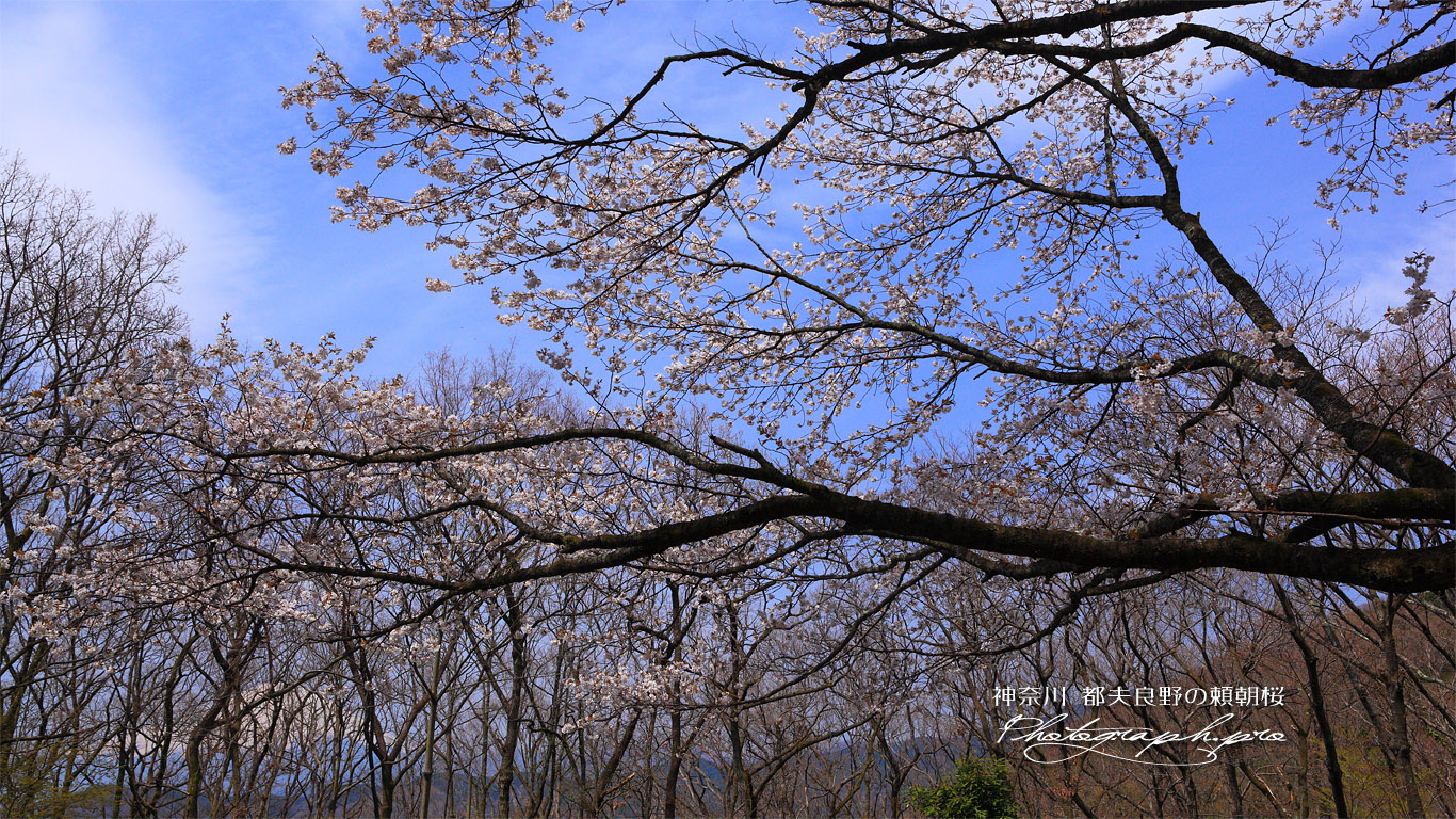 都夫良野の頼朝桜と富士山 壁紙