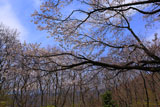 都夫良野の頼朝桜と富士山