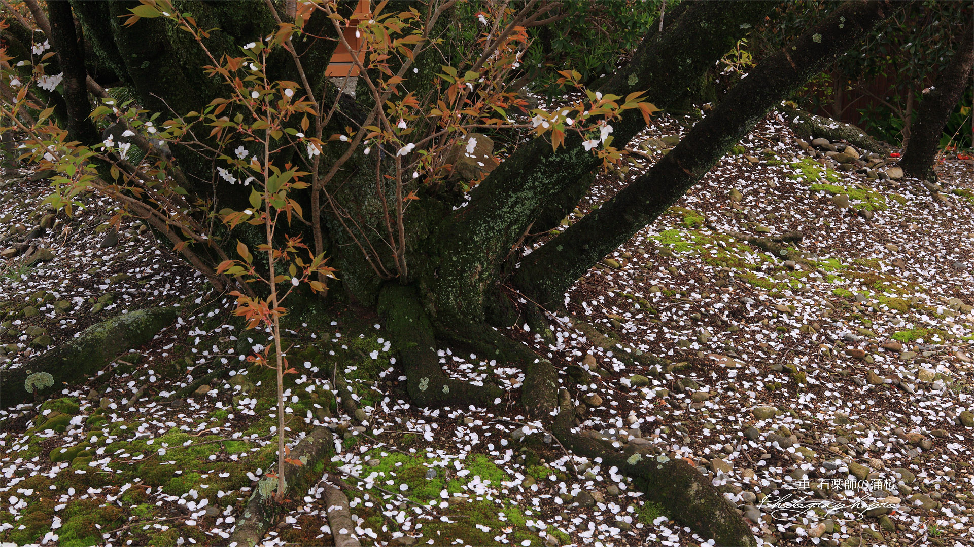 石薬師の逆桜