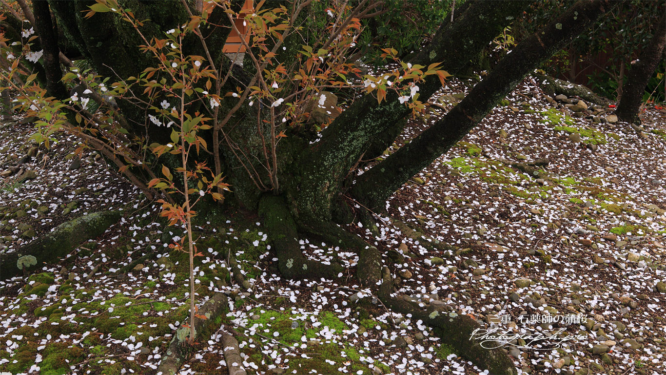石薬師の逆桜 壁紙