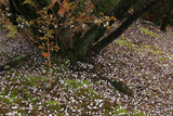 石薬師の逆桜