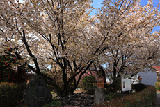 石薬師の蒲桜