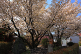 石薬師の蒲桜