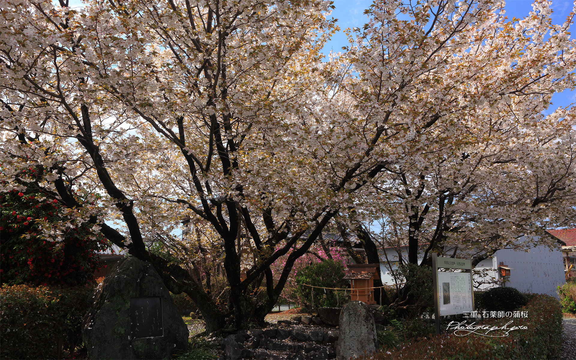 石薬師の蒲桜