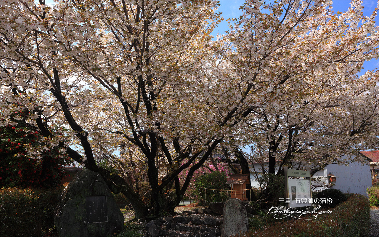 石薬師の蒲桜 壁紙