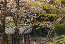 オヤネザクラ
