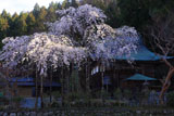 延寿院の菩提桜 本堂